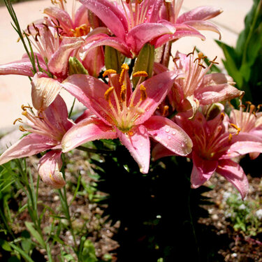 Oriental Lily (Pink)