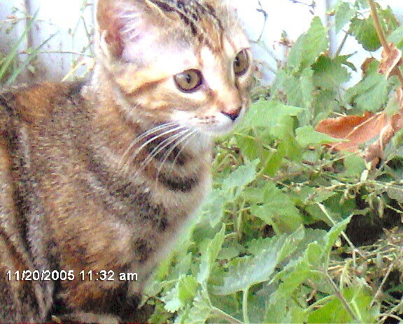 Jinx found the cat nip!