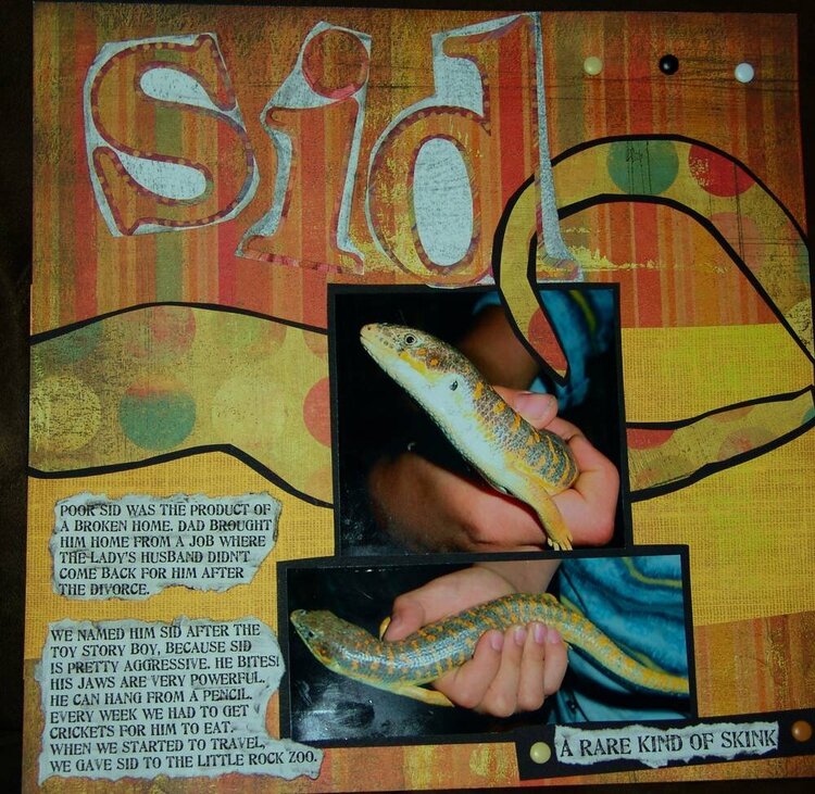 SID: A Rare Skink