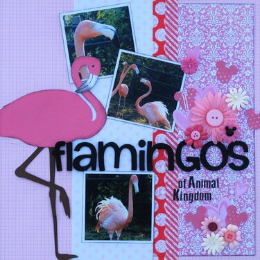 Flamngos of Animal Kingdom