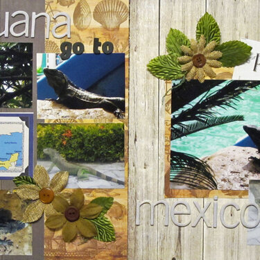 Iguana Go To Mexico