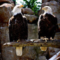 The Bald Eagles were my favorite