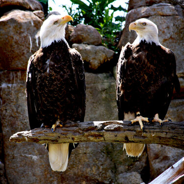 The Bald Eagles were my favorite