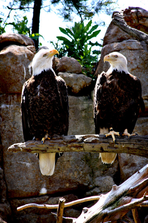 The Bald Eagles were my favorite