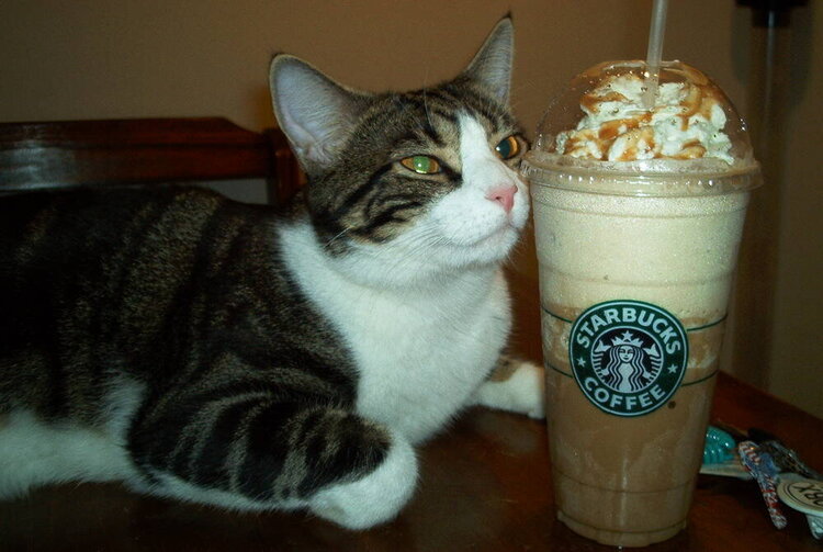 O&#039;Malley loves Starbucks!!!