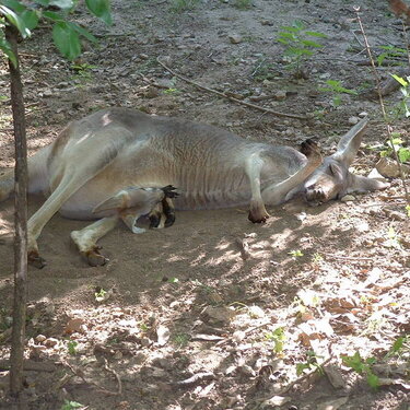 mommy kangaroo and joey