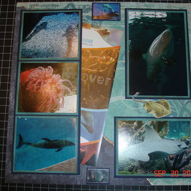 Shedd Aquarium page 1