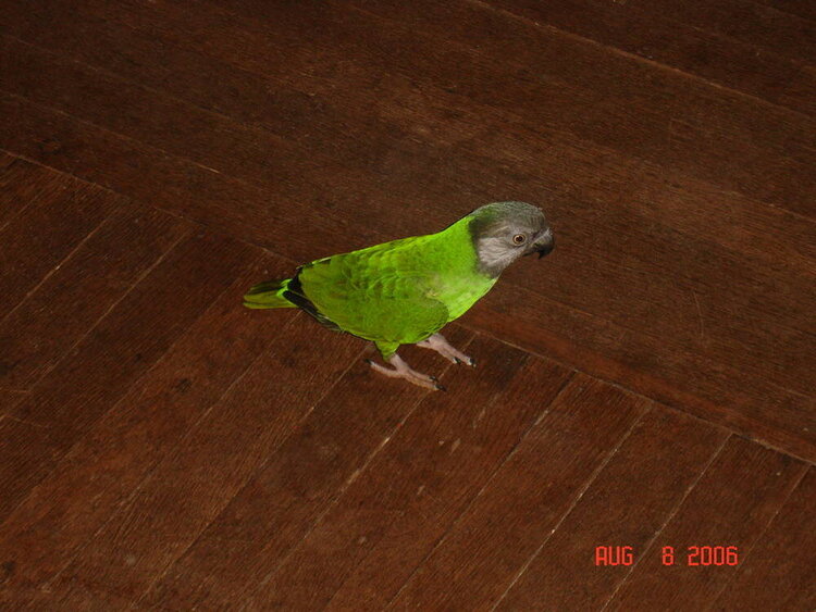 Mango The Viscious Parrot