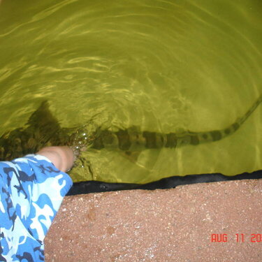 Cody and the Leopard Shark