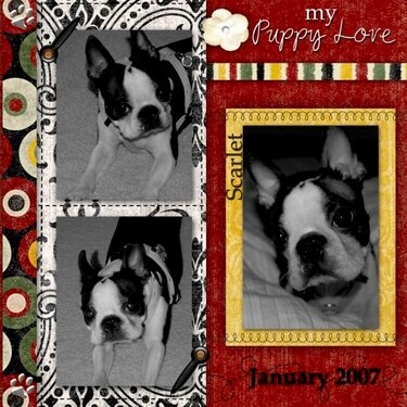 My Puppy Love [1.14.2007]