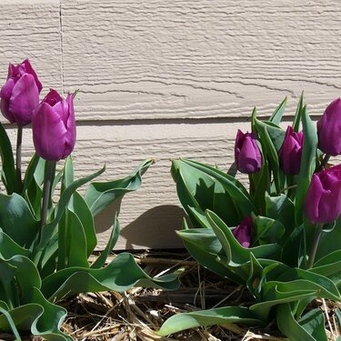 KS Purple Tulips