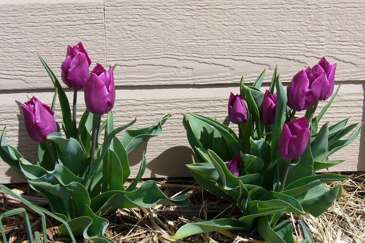 KS Purple Tulips