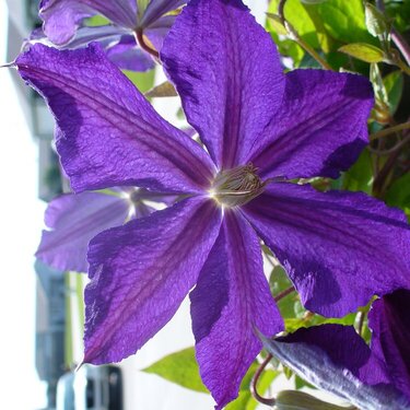 Purple Clematis Flower