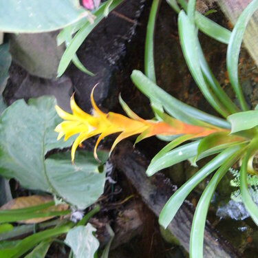 Tropical Flower