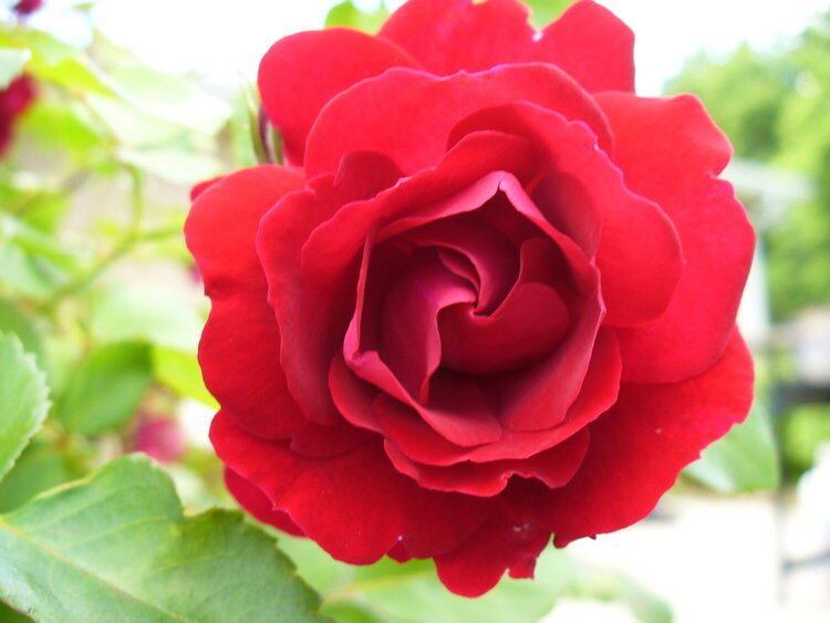 Red Rose