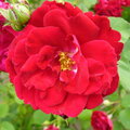 Red Rose Bloom