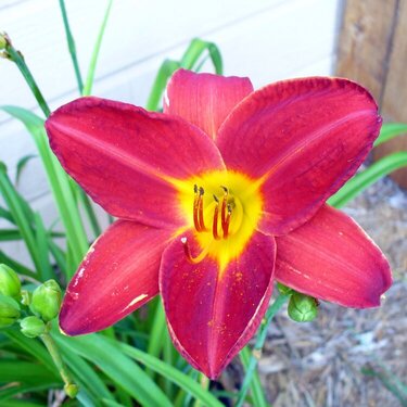 Red Lily