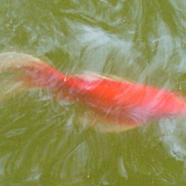 Red Goldfish