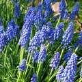 Grape Hyacinths