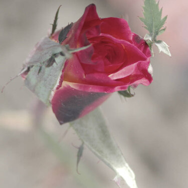 A rose bud