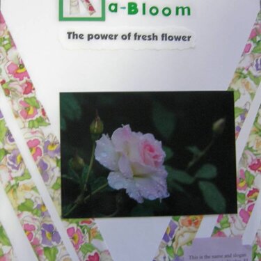 Ka-Bloom