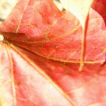 Red Leaf - Fall
