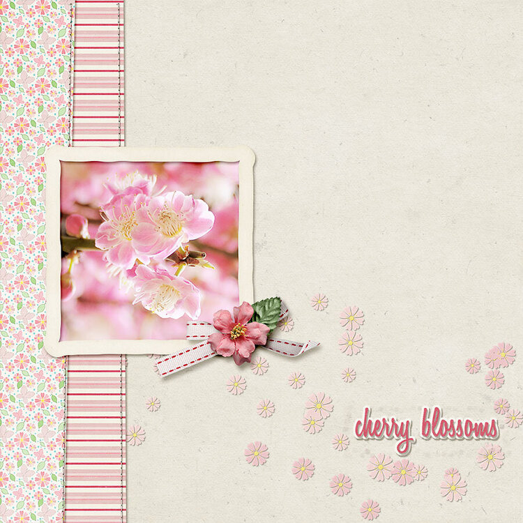 cherry blossoms