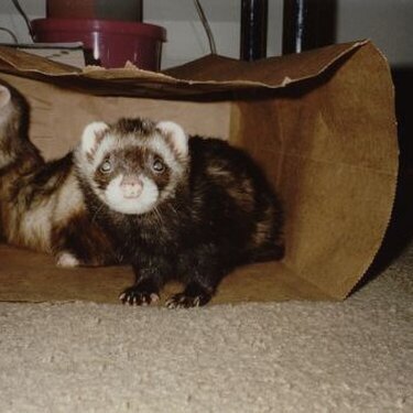 Ferrets in bag