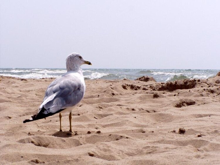 Lake Michigan 2004