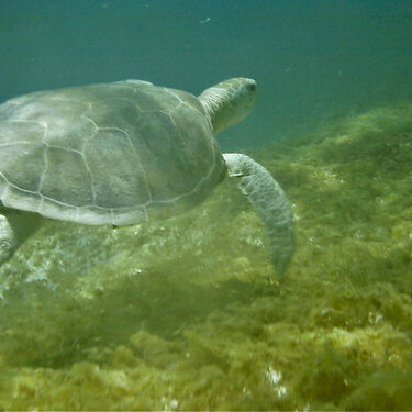 Sea Turtle