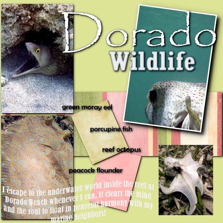 Dorado Wildlife
