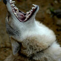 Coyote Howling