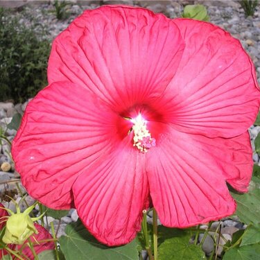 Red Dinner-Plate Hibiscus