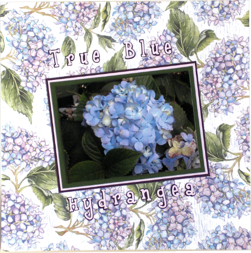 Blue Hydrangeas