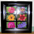 My framed flower pics