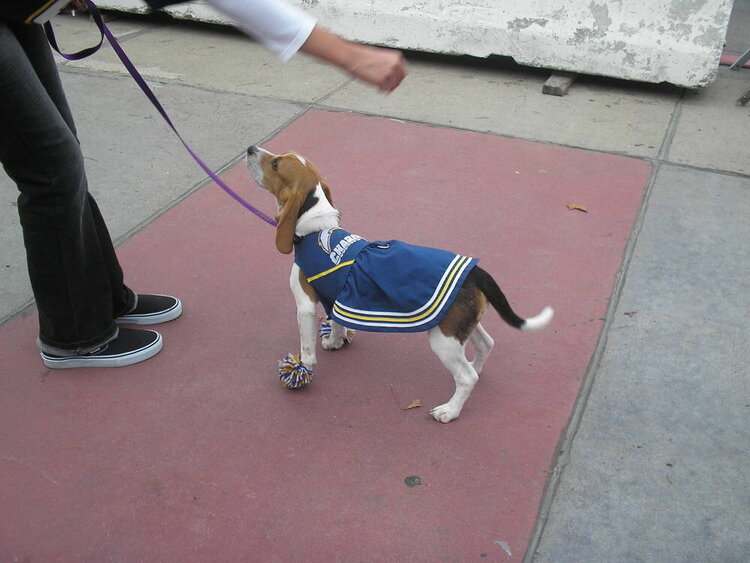 San Diego CHARGER DOG