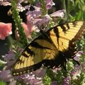 Swallowtail and flowers in my garden