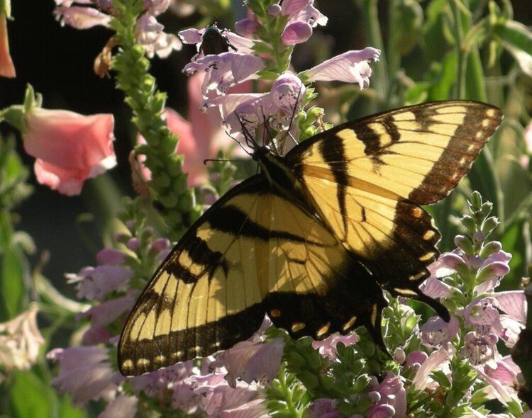 Swallowtail and flowers in my garden