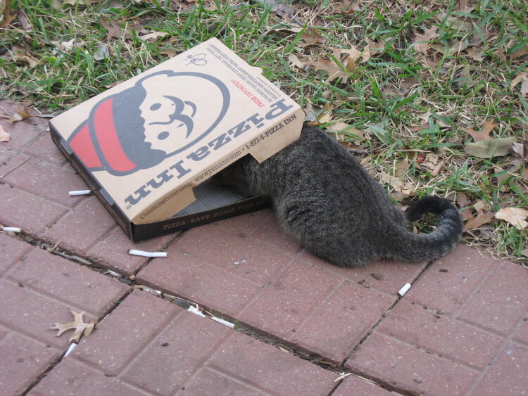 Pizza loving cat