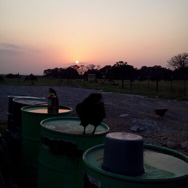 Sunset on the farm