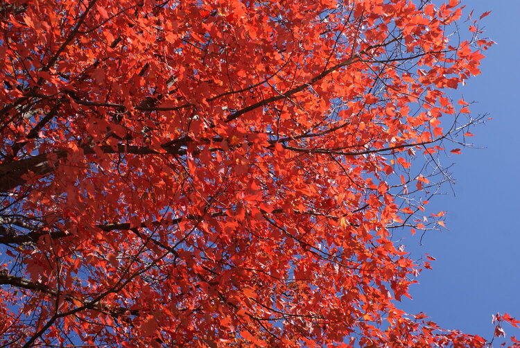 Our Red Maple Tree