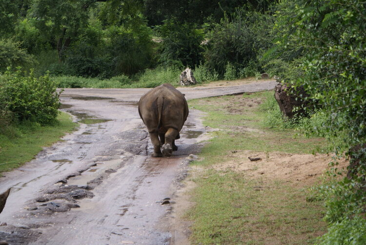 Animal Kingdom