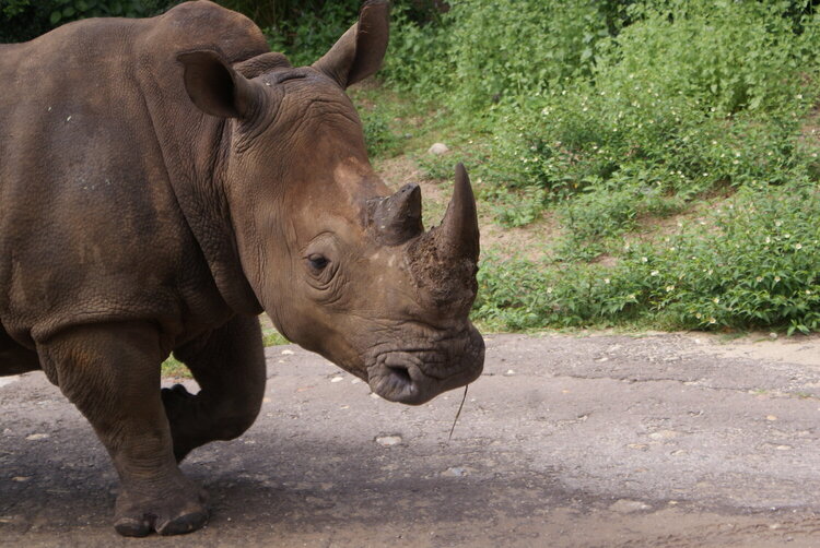 Rhino