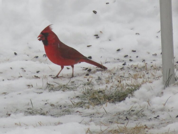 Male Cardinal