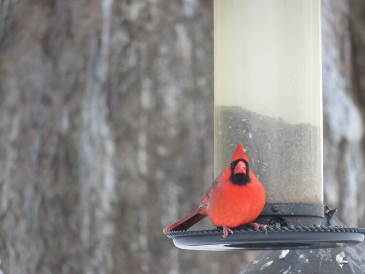 Cardinal on Feeder