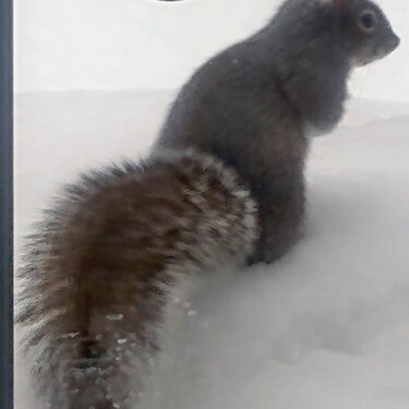 Chauncy the Squirrel