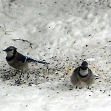 Blue Jays