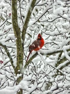 Cardinal in Tree