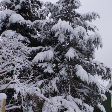 Winter Snow Storm 2-28-2013