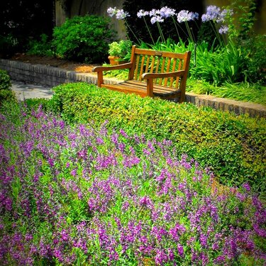 savannah georgia lavender flowers and bench